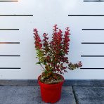Dráč thunbergov (Berberis thunbergii) ´ORANGE SUNRISE®´ - výška 30-40 cm, kont. C2L